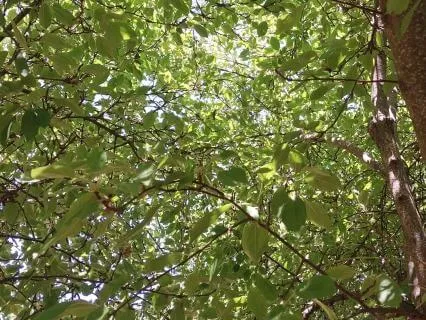 Leaves On A Stream: Sleep Meditation For Relaxation