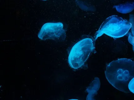 Sleep Meditation Music With Ocean Drum