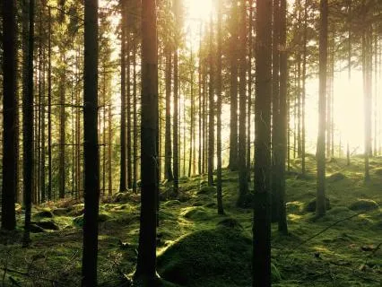 Sleep Meditation - Mystic Forest