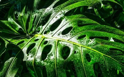 Sleep Meditation - Nature's Rest