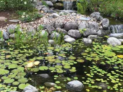 Sleep Meditation Near Frog Pond