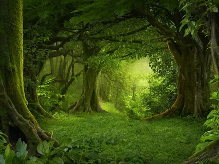 Sleep Practice: Relaxing Rainforest