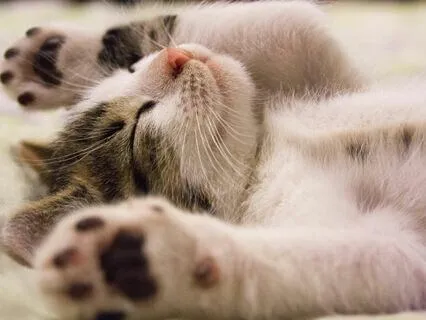 Sleep Meditation: Restlessness Due To Perfectionism