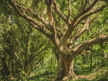 Sleep Meditation: Surrender & Release