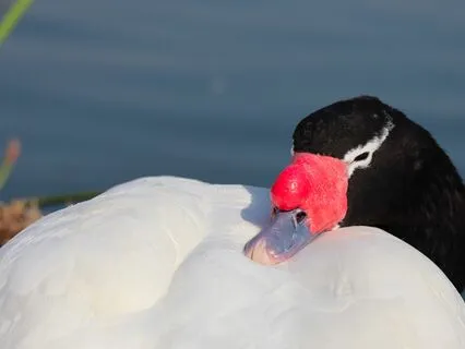 Sleep Meditation: The Log Cabin