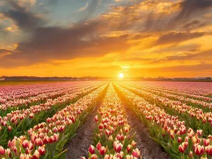 Sleep Meditation Through Blooming Spring Fields