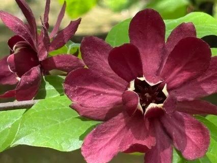 Sleep Meditation To Release Shame & Heal The Inner Child