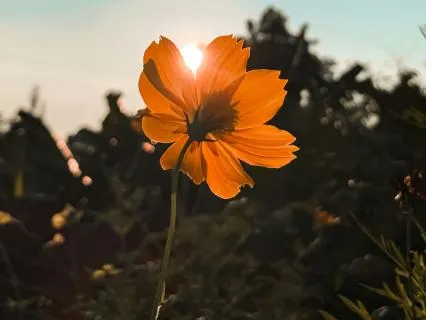Sleep Meditation: Tucking In Your System