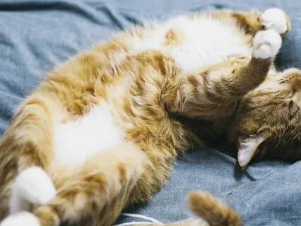 Sleep Meditation: Unwind Into Sleep