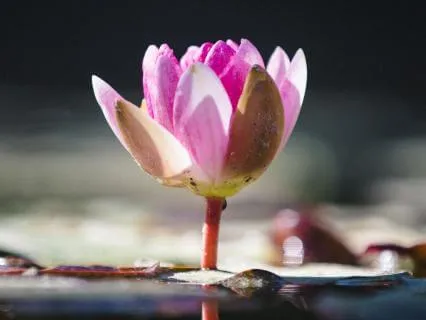 Sleep Meditation With EMDR Inspired Sequence