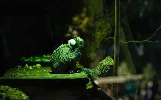 Sleep Music, A Night In The Jungle