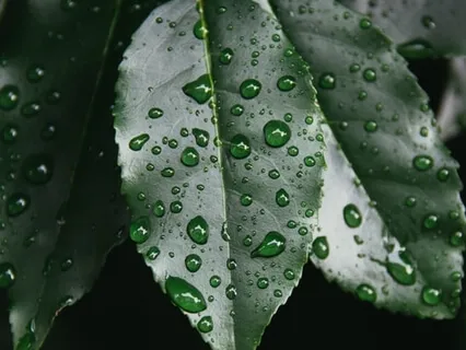 Sleep Music And Raindrops