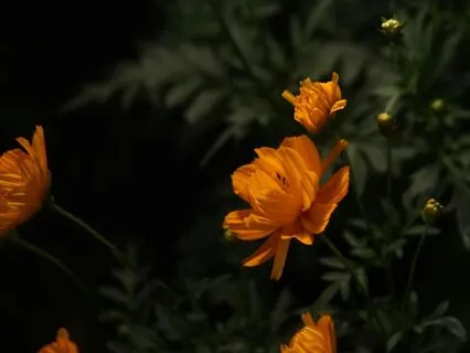 Sleep Music for Anxiety Relief — Drift into Calm