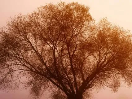 Sleep Music For Emotional Comfort & Heart Relaxation