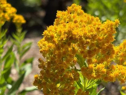 Sleep Music For Financial Health Wealth And Happiness