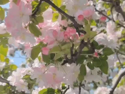Sleep Music For Relaxation - Cherry Blossom Serenade