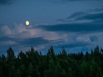 Sleep Music With Forest Sounds