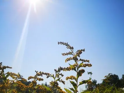 Sleep Nature Sounds - Slow Walk Through Tall Grass