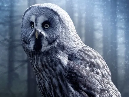 Sleep Nidra Meditation Fly With The Night As A Peaceful  Owl