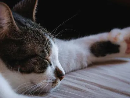 Sleep Peacefully With Your Pet (Extended) | 8 Hours