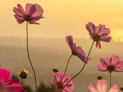 Sleep Quickly With Peaceful Frequencies