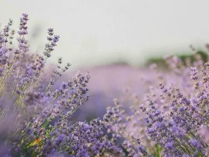 Sleep Recovery & Physical Healing