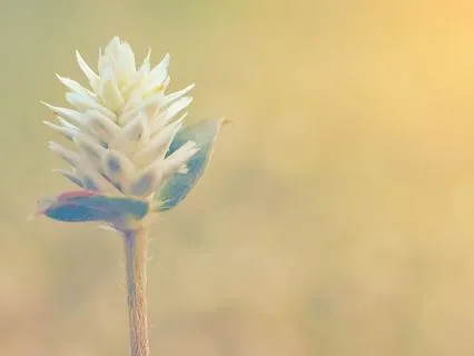 Sleep & Reprogram Your Mind  To Trust The Universe