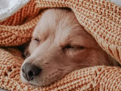 Sleep Series 3 - Sleep Train