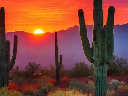 Sleep Solitude: A Sonoran Desert Meditation