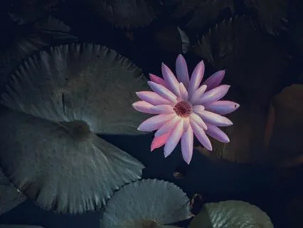 Rain Sound _ Studio Quality