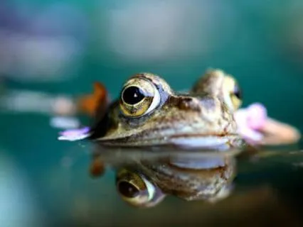 Sleep Sounds Of Nature: Frogs & Night Forest, Oregon