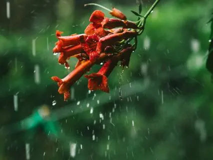 Sleep Sounds Of Nature: Midnight Tropical Rainstorm, Vietnam