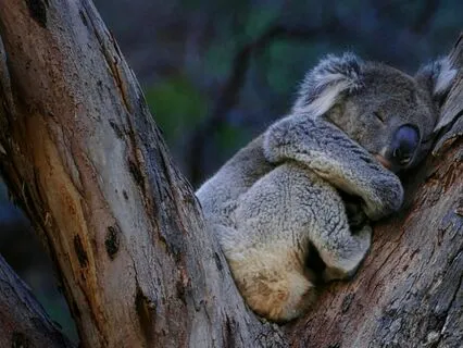 Sleep Series: A Night Of Wisdom: You Belong