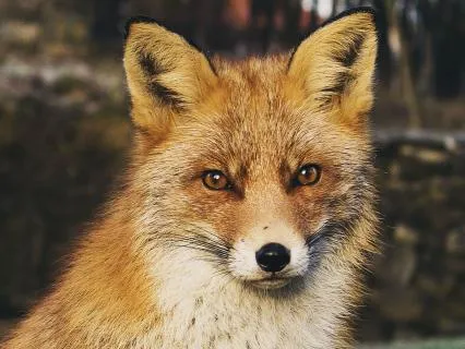 Dreamtime Stories For Children: Chapter 15, Old Granny Fox