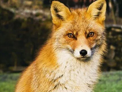 Dreamtime Stories For Children: Chapter 2, Old Granny Fox