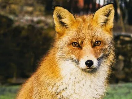 Dreamtime Stories For Children: Chapter 3, Old Granny Fox