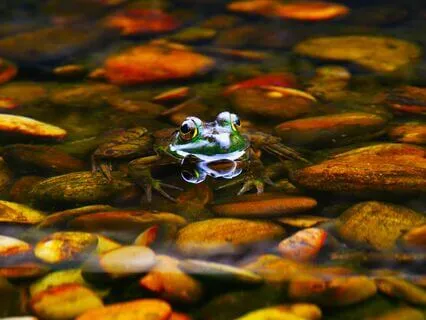 Sleep Series: Frog’s Tale – Trusting The Flow Of Life