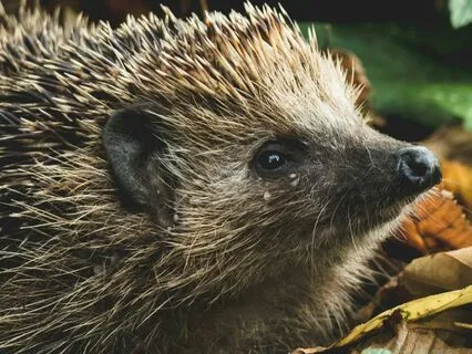 Sleep Series: Hedgehog’s Tale – The Value Of Rest