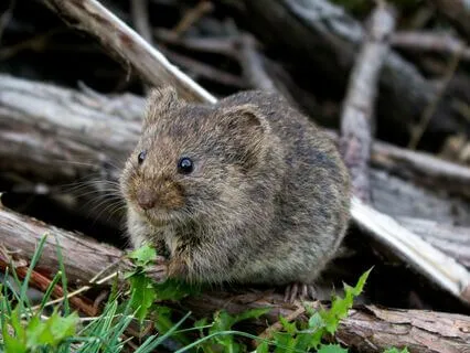 Sleep Series: Mouse’s Tale – Finding Peace In Small Steps