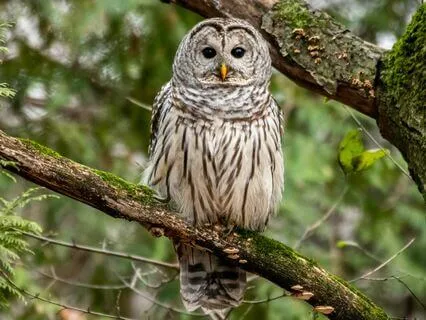 Sleep Series: Owl’s Tale – Inner Serenity