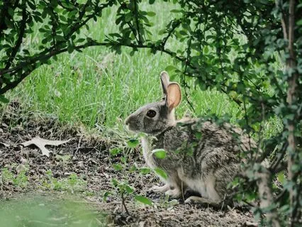 Sleep Series: Rabbit’s Tale – Home Is Within