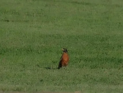 Sleep Story: A Robin's Day