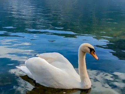 Sleep Story For Deep Rest: The Swan And The Still Lake