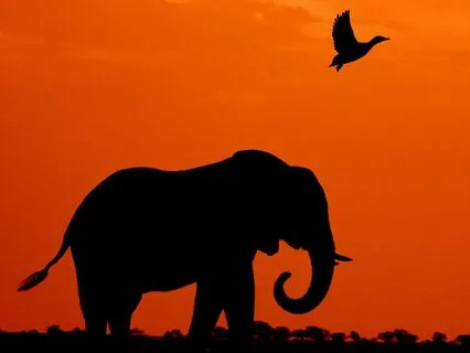 Sleep Story: Horton Hatches The Egg, By Dr. Seuss