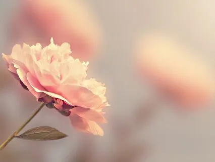 Sleep Story Inspired By The Zodiac Sign Of Leo