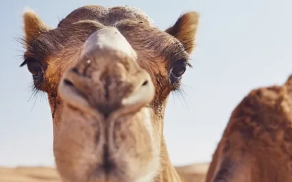 Sleep Story Meditation - The Camel