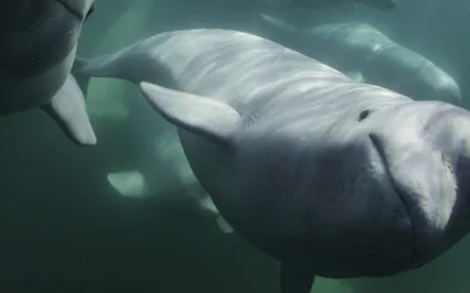 Sleep Story Meditation - The Whale