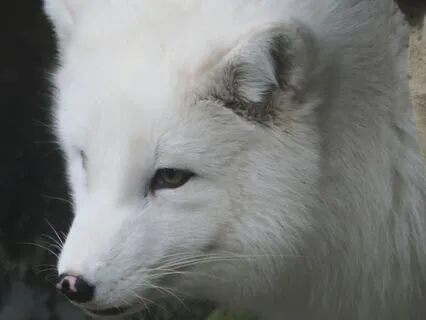 Sleep Story: Protected By The White Fox