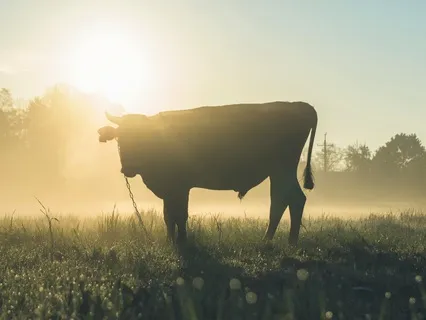 Sleep Story: The Black Bull Of Norroway