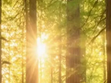 Sleep Story: The Forest Floor